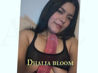 Dhalia_bloom